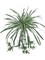 12-Pack: UV Spider Plant with 100 Silk Fronds, 40" Wide by Floral Home®